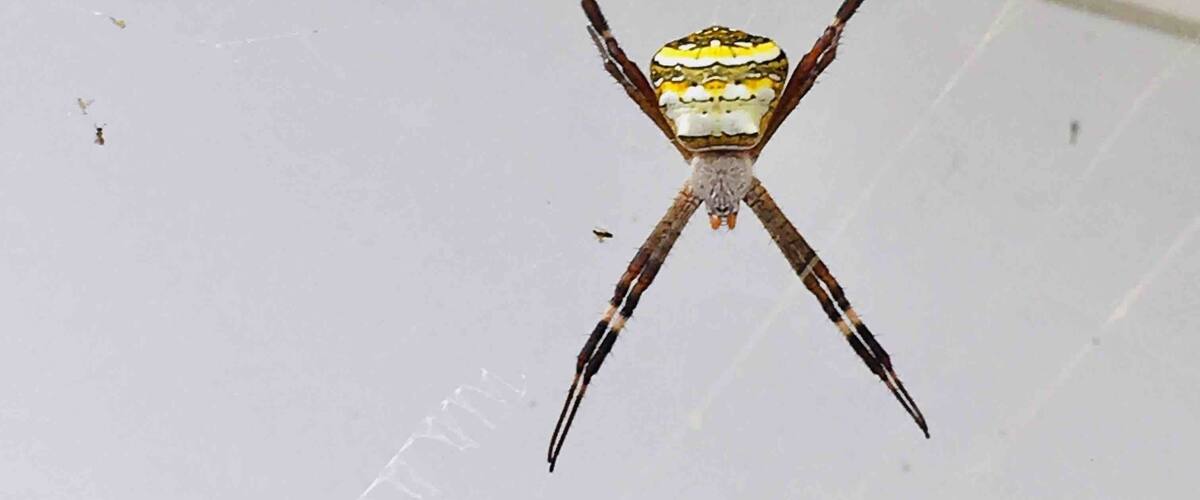 A spider on a white ceiling.