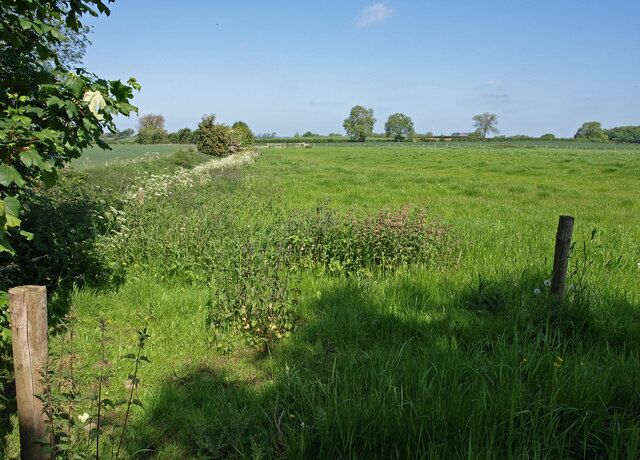 Field and Overgrown Stream, Kiplin Some lush growth with nettles in the foreground.