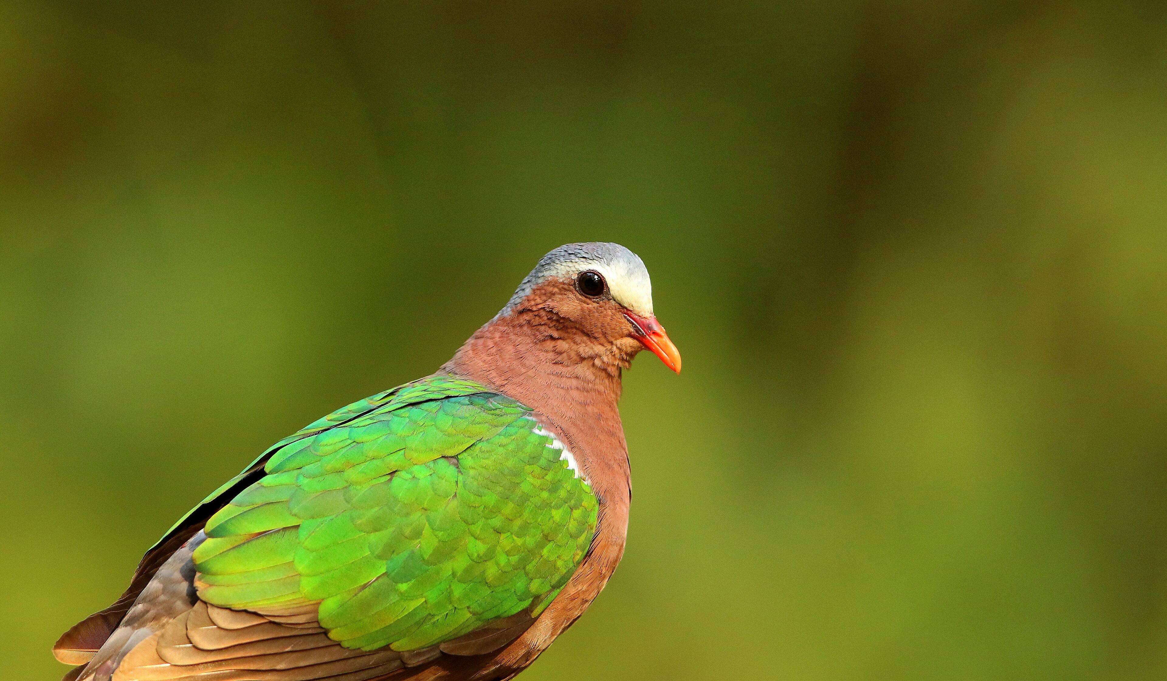 A pigeon with green and brown feathers.