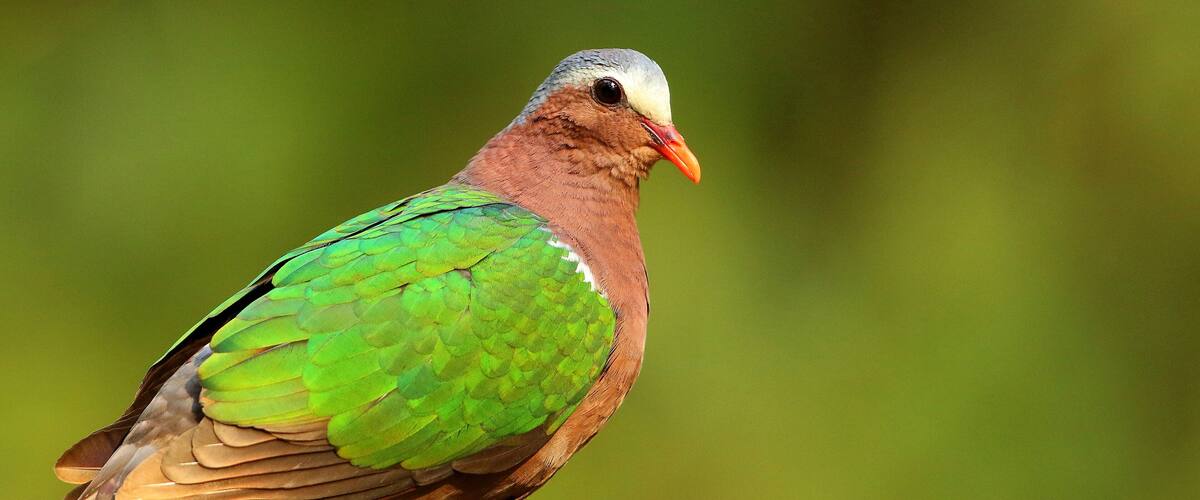 A pigeon with green and brown feathers.