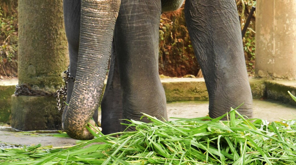 Captive elephant eating fresh elephant grass at an elephant farm.