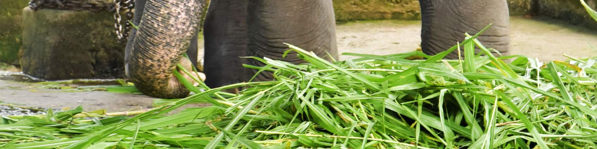 Captive elephant eating fresh elephant grass at an elephant farm.