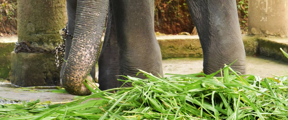 An elephant with tusks standing near a stone pillar and greenery.