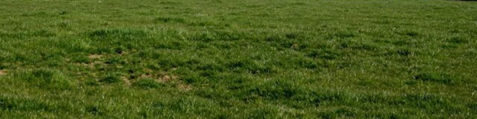 Pasture on Pitcot Lane Looking south of east. An ancient earthwork or tumulus is at the top of the hill to the left, Cley Hill ST8344 is in the distance to the right.