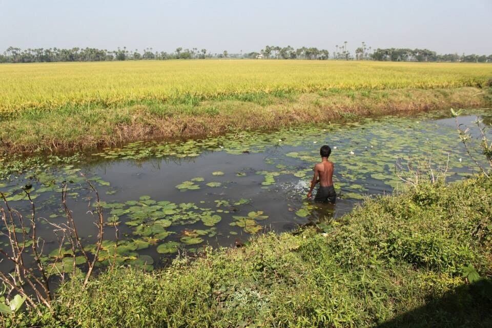 Village boy searching for lotus flower root , i think they eat it . 