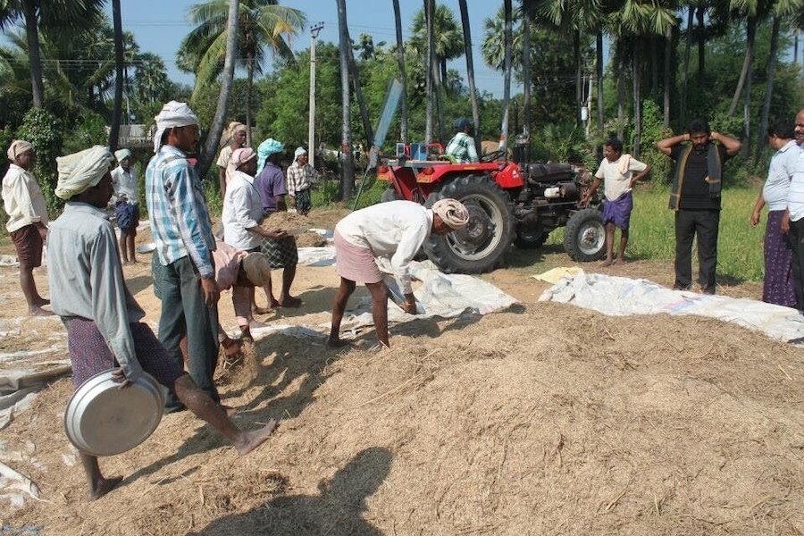 The process of gathering rice crop from the field !!!