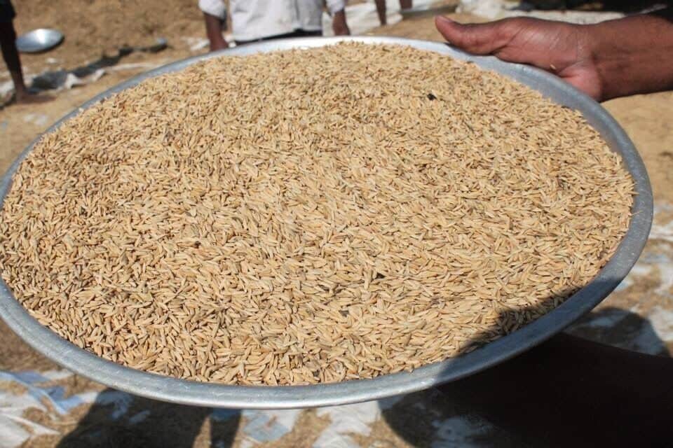 After gathering the rice crop !! 