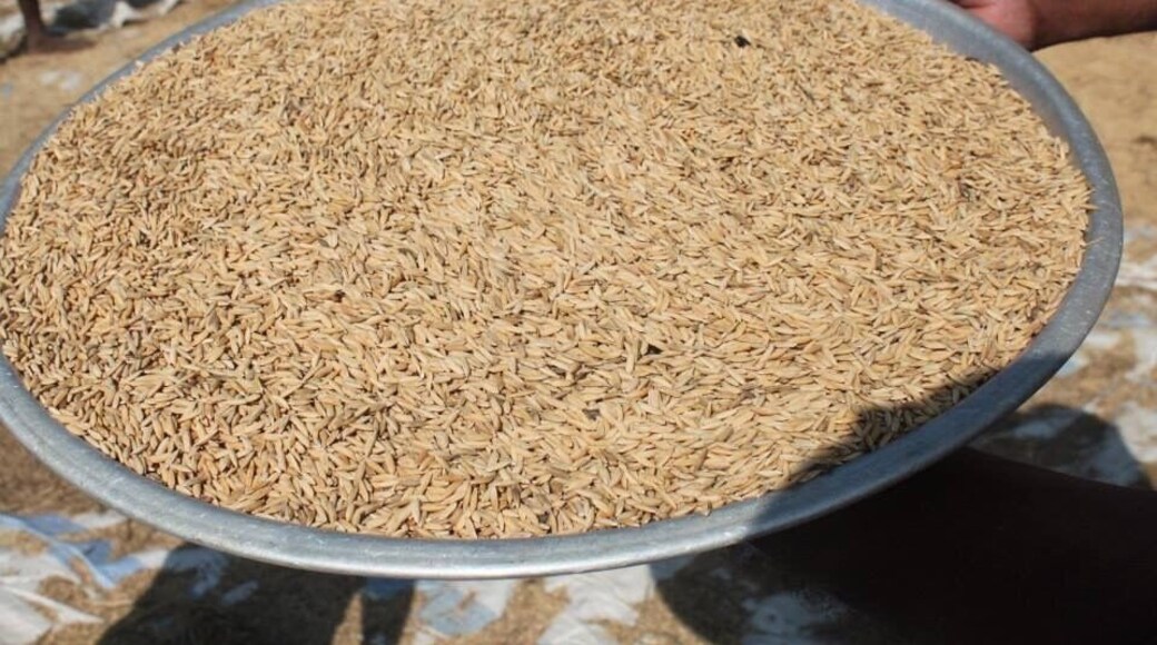 After gathering the rice crop !!