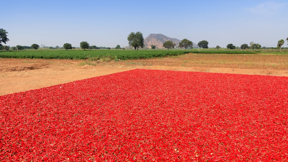 Ein Feld mit roten Chilischoten, ein grünes Feld und ein ferner Berg.