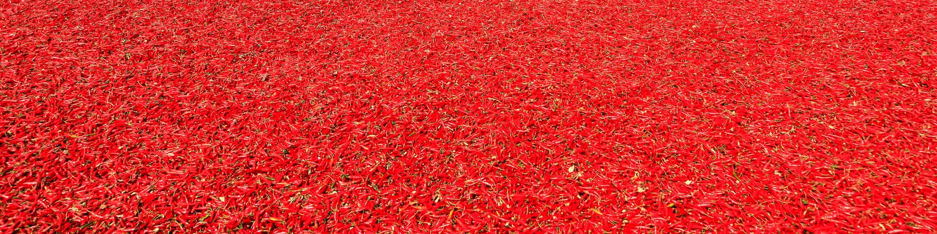 A field of red chili peppers, a green field, and a distant mountain.