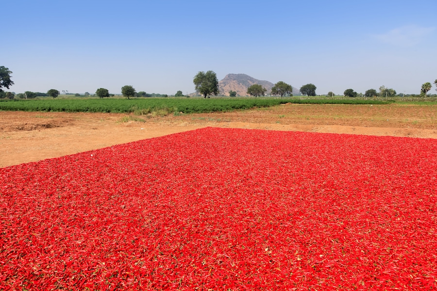 A field of red chili peppers, a green field, and a distant mountain.