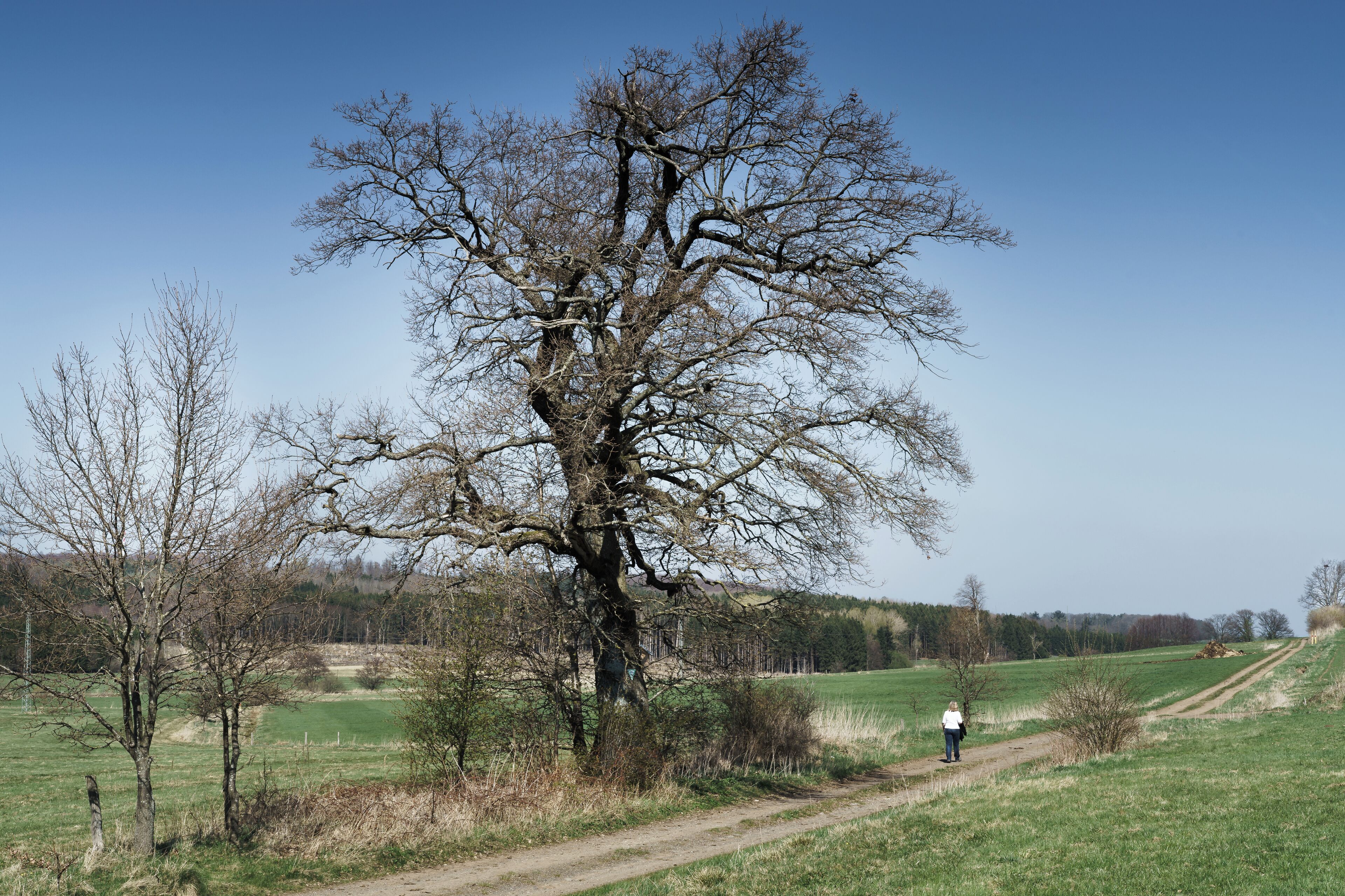 Eiche in der Kreuzwiese (Oak in the Cross Meadow) in Engelrod, Lautertal, Germany - Natural monument