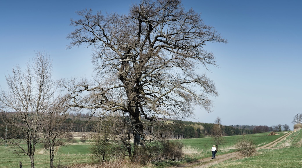 Eiche in der Kreuzwiese (Oak in the Cross Meadow) in Engelrod, Lautertal, Germany - Natural monument