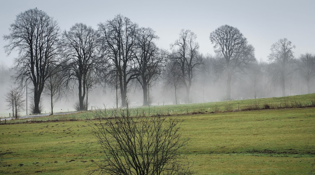 hoar frost rain - dewing hoar frost falling down from trees