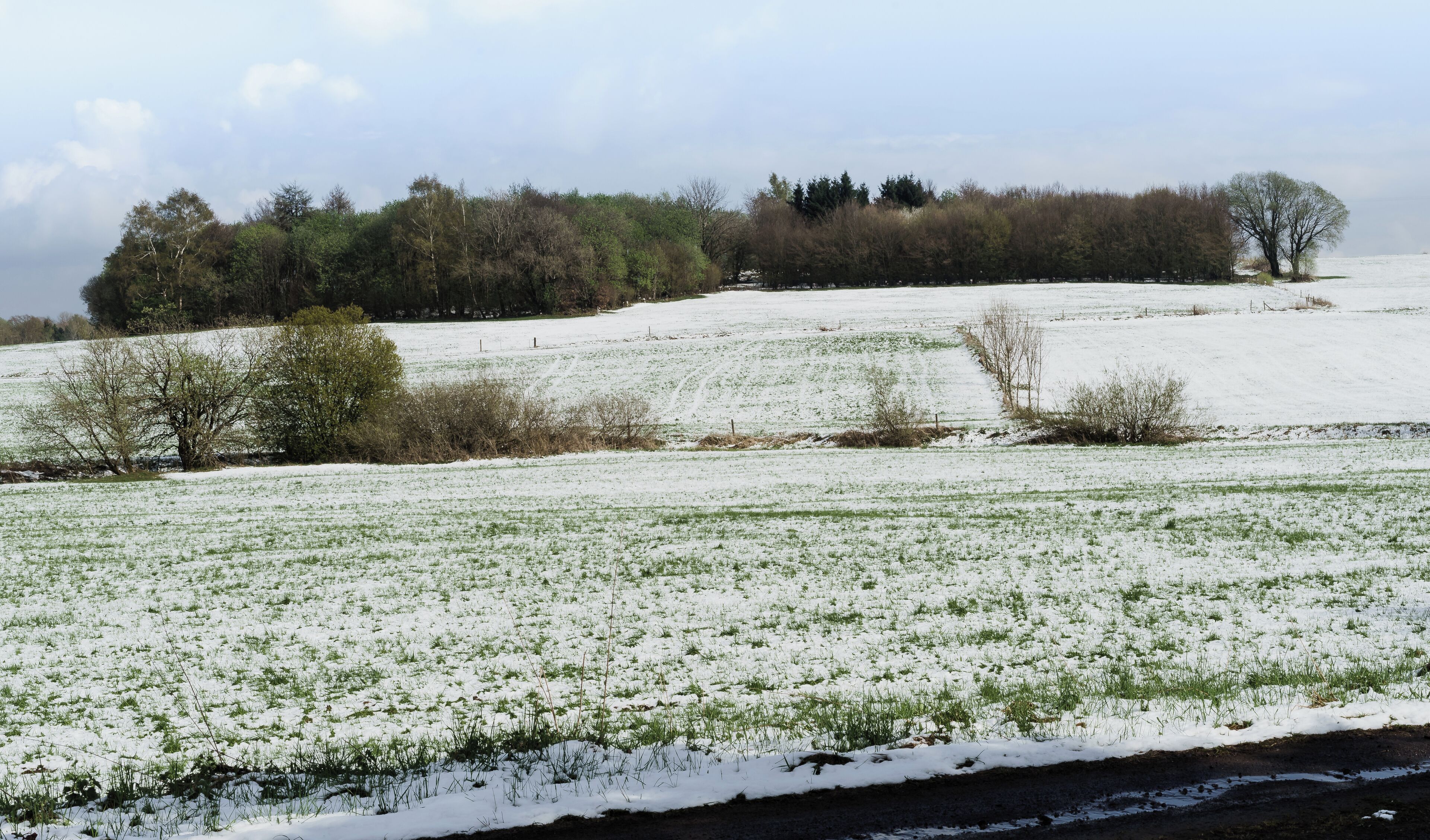 A snow-covered field with sparse vegetation and a line of trees in the background.