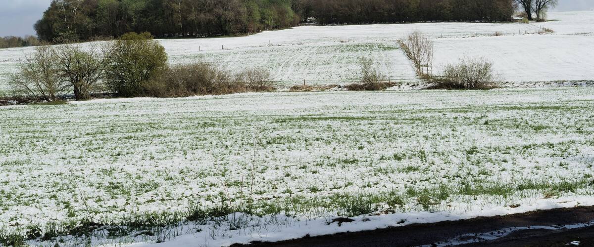 A snow-covered field with sparse vegetation and a line of trees in the background.