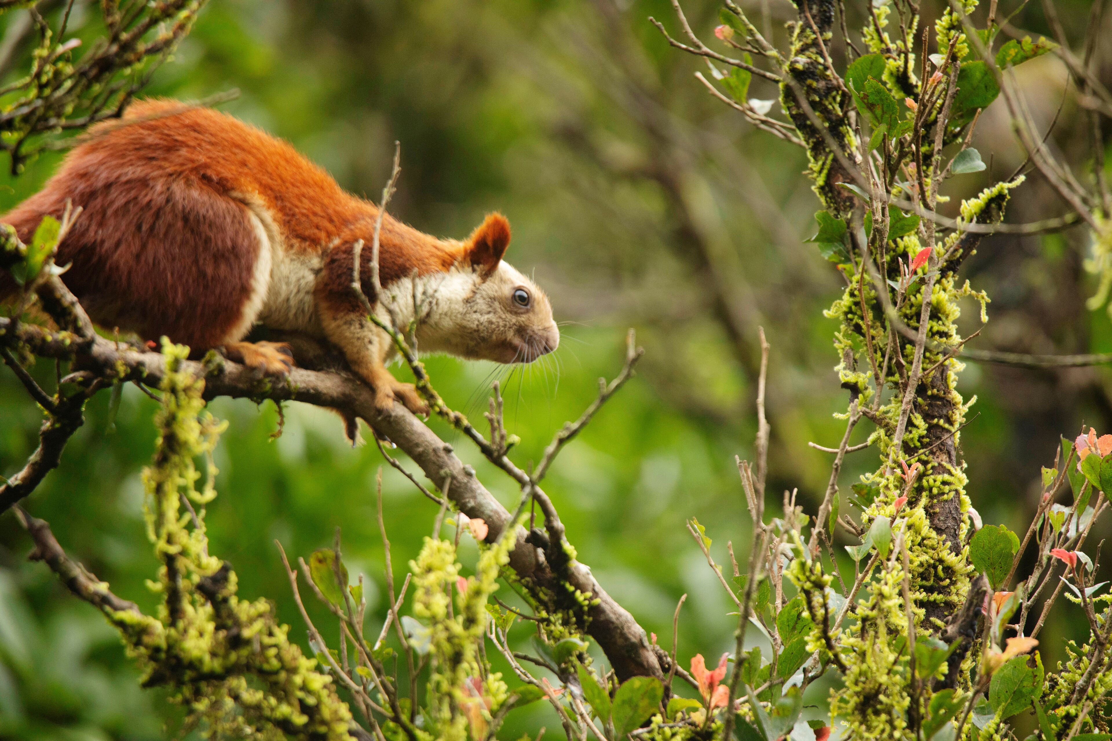 Bhimashankar Giant Squirrel, Ratufa indica bhimashankarus, Bhimashankar, Maharashtra, India