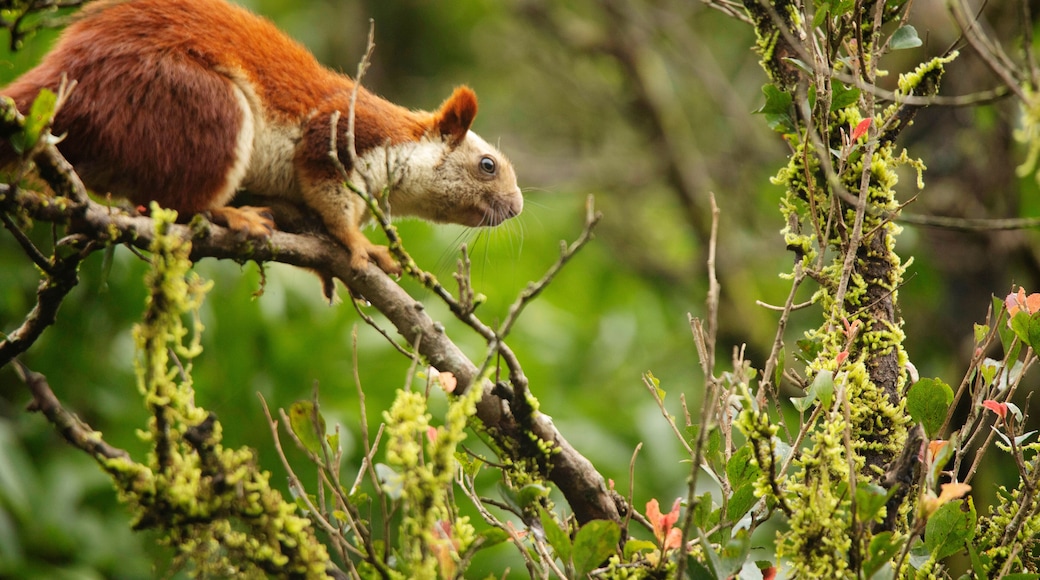 Bhimashankar Giant Squirrel, Ratufa indica bhimashankarus, Bhimashankar, Maharashtra, India