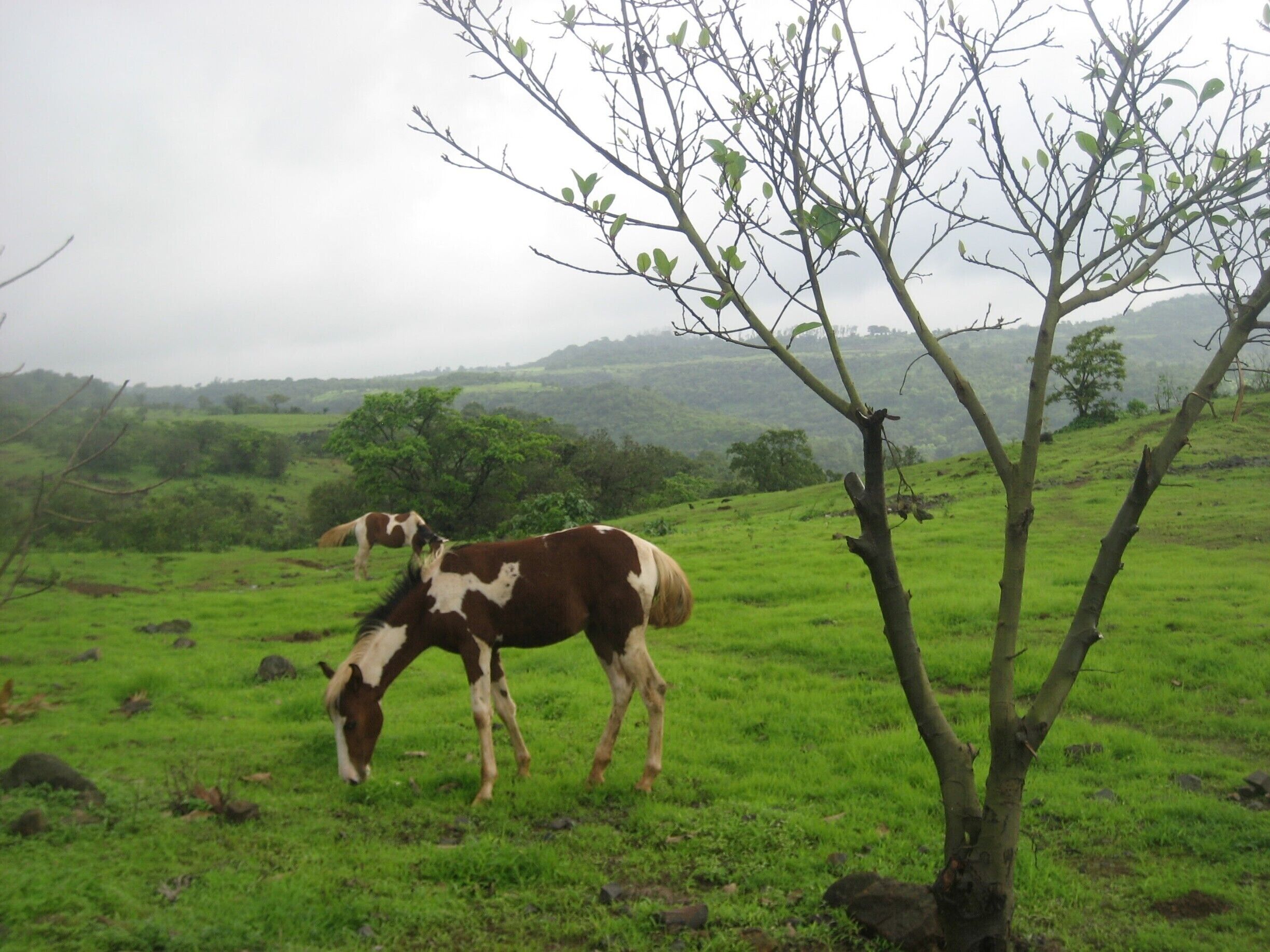  #LifeAtExpedia

 On the quick escapade to Bhimashankar, a very pious place hidden in lush greenery, in Maharashtra, India. 