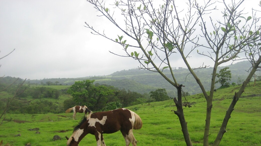 #LifeAtExpedia
On the quick escapade to Bhimashankar, a very pious place hidden in lush greenery, in Maharashtra, India.