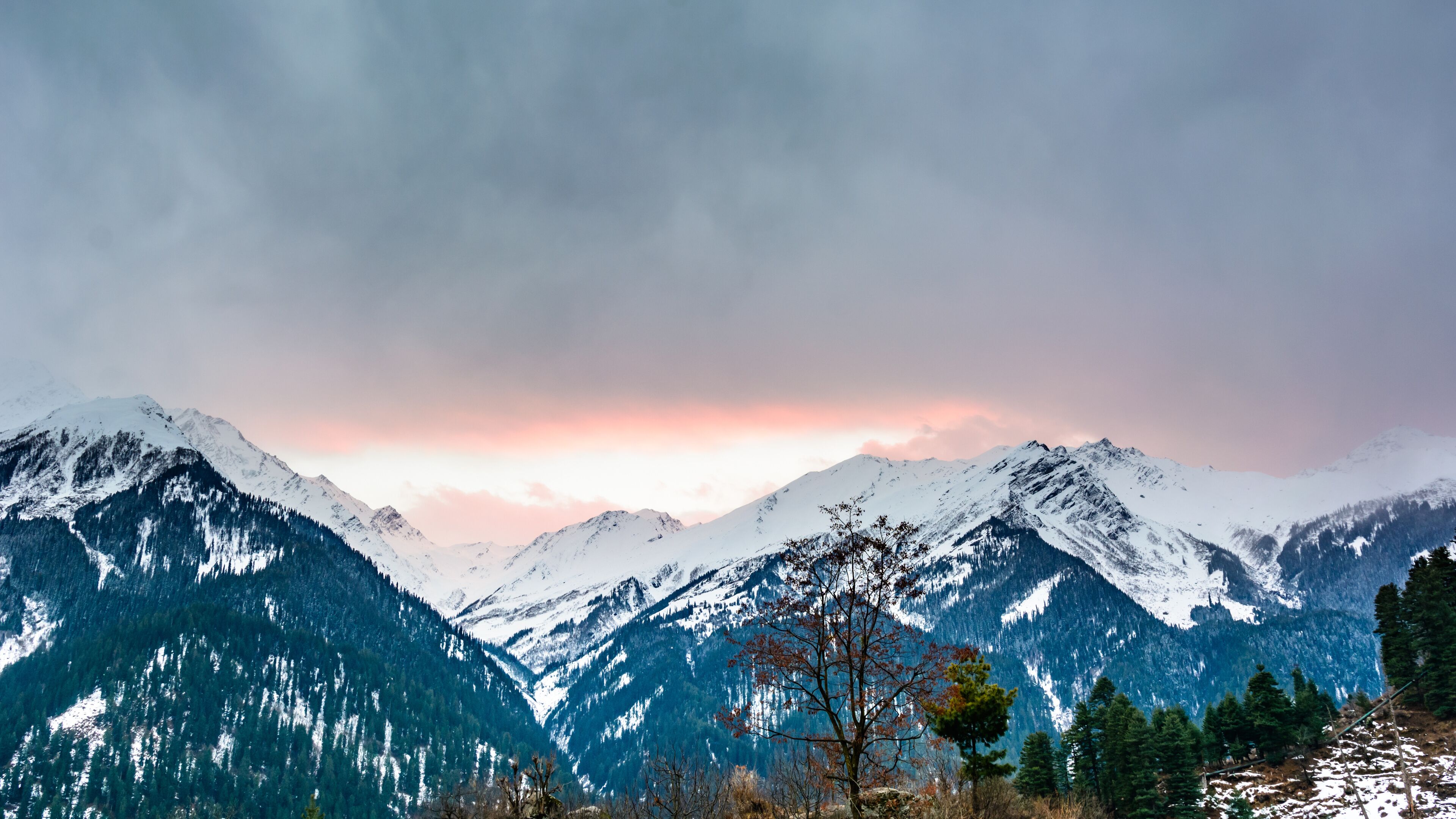 Snow-covered mountains, a clear sky, and a tree in the foreground.