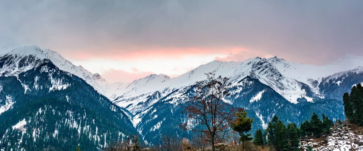 Snow-covered mountains, a clear sky, and a tree in the foreground.