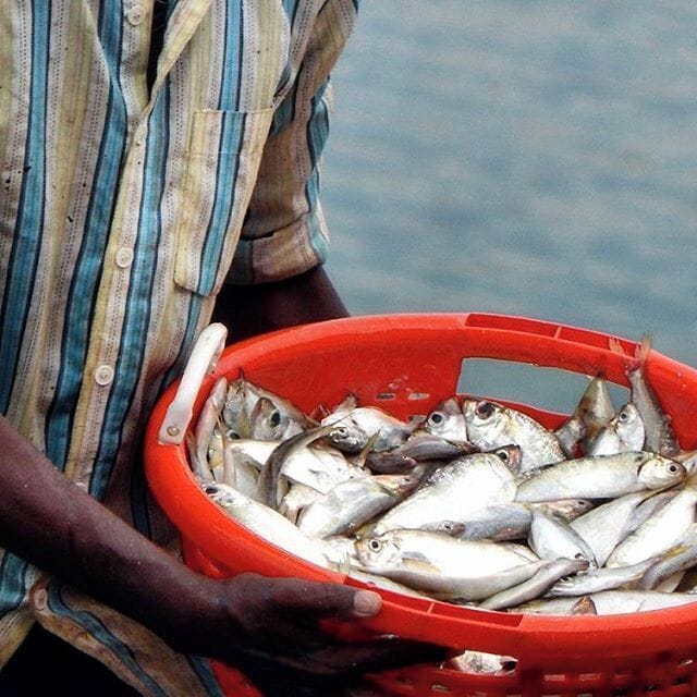 Can you smell the machhi (fish)?

Today I went on a long drive in an auto rickshaw through the narrow streets and small villages of Konkan. Found the fishermen unloading their boat after the day's work.

#incredibleindia #india #indiatourism #indiatravel #travelpics #travelgram #streetsofindia #travelblogger #desi_diaries #_soi #discover_india  #indiapictures #indiaclicks #igramming_india #india_gram #travel #travelbug #maharashtra #konkan #solotravel #xiaomi #coastal #maharashtra_ig #fish #kissfromtheworld #fisherman #everydayindia #peopleofindia #maharashtratourism