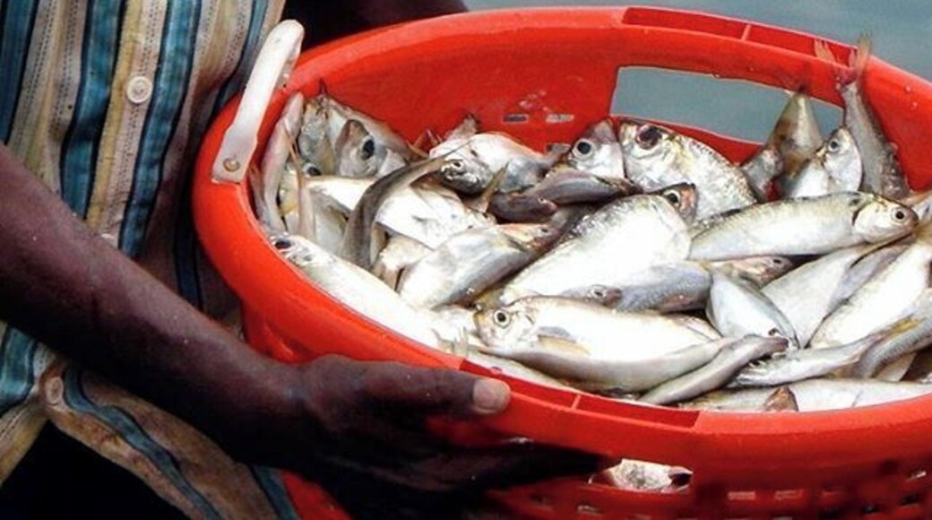 Can you smell the machhi (fish)?
Today I went on a long drive in an auto rickshaw through the narrow streets and small villages of Konkan. Found the fishermen unloading their boat after the day's work.
#incredibleindia #india #indiatourism #indiatravel #travelpics #travelgram #streetsofindia #travelblogger #desi_diaries #_soi #discover_india #indiapictures #indiaclicks #igramming_india #india_gram #travel #travelbug #maharashtra #konkan #solotravel #xiaomi #coastal #maharashtra_ig #fish #kissfromtheworld #fisherman #everydayindia #peopleofindia #maharashtratourism