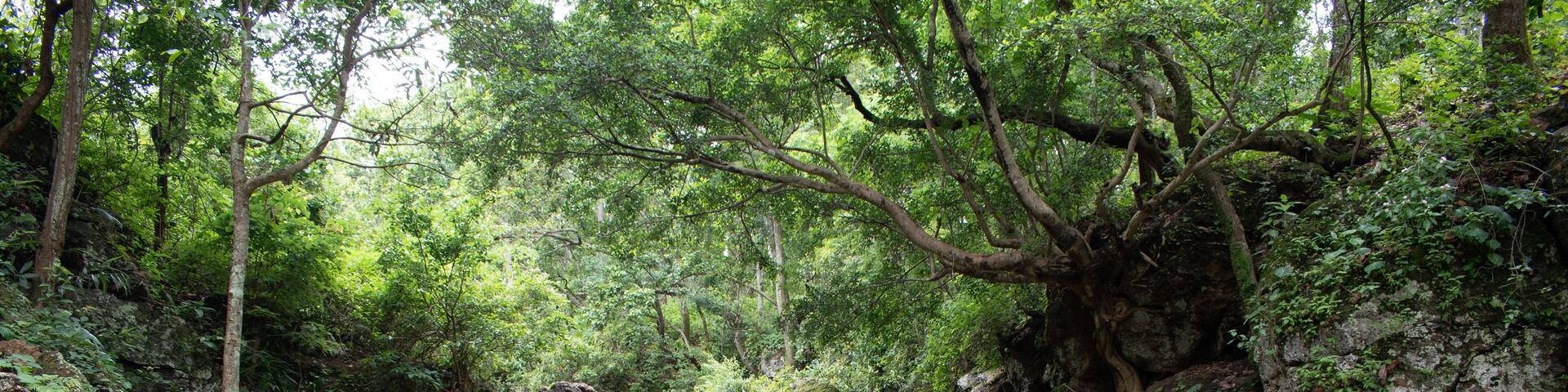 upper ghaghri waterfalls, of ghaghri river, at netarhat, jharkhand, india