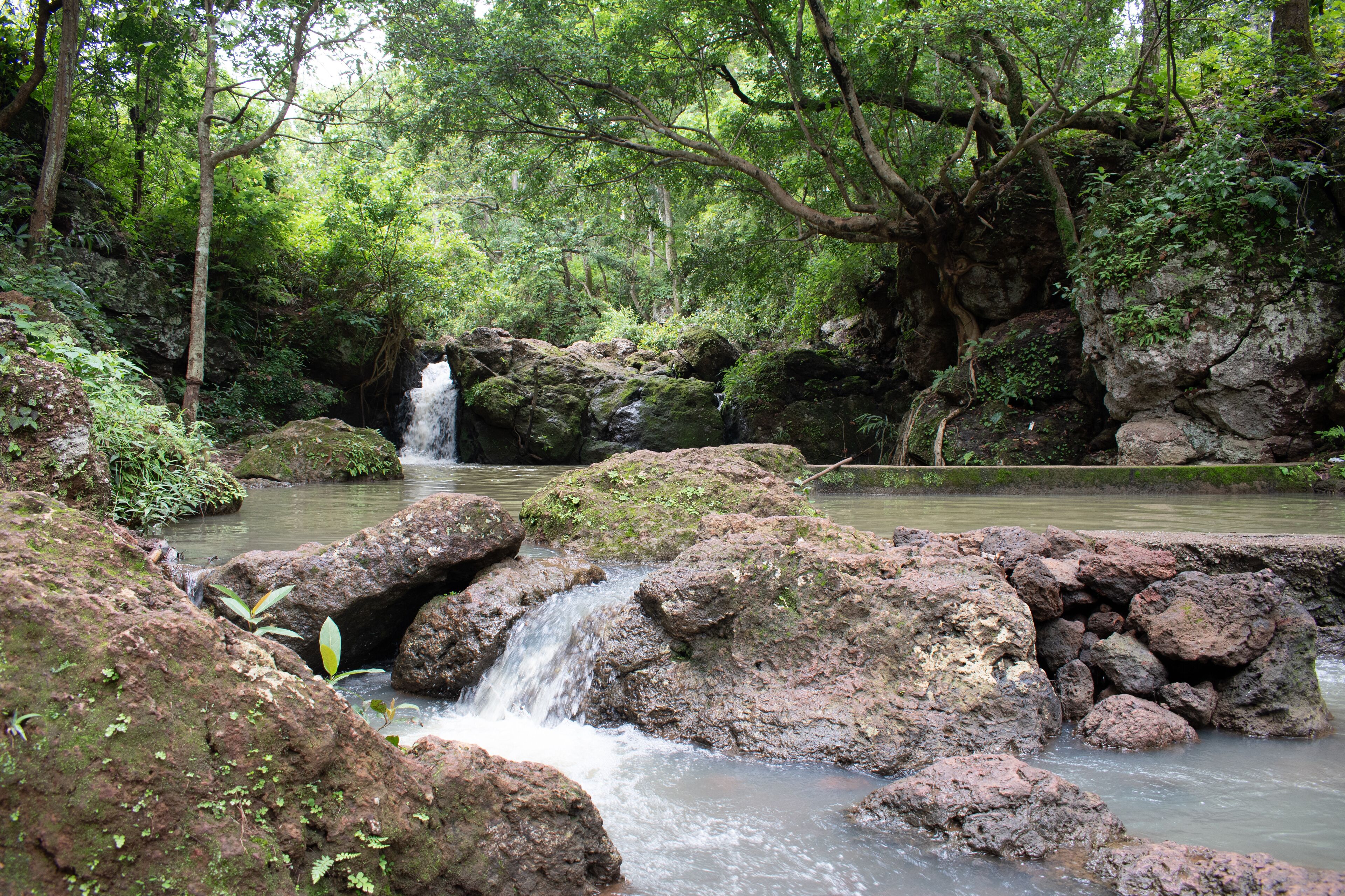A forested area with a small waterfall and a rocky stream.