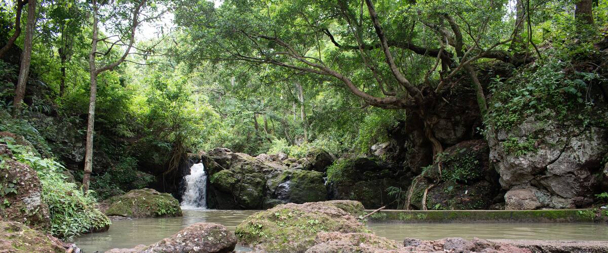 A forested area with a small waterfall and a rocky stream.