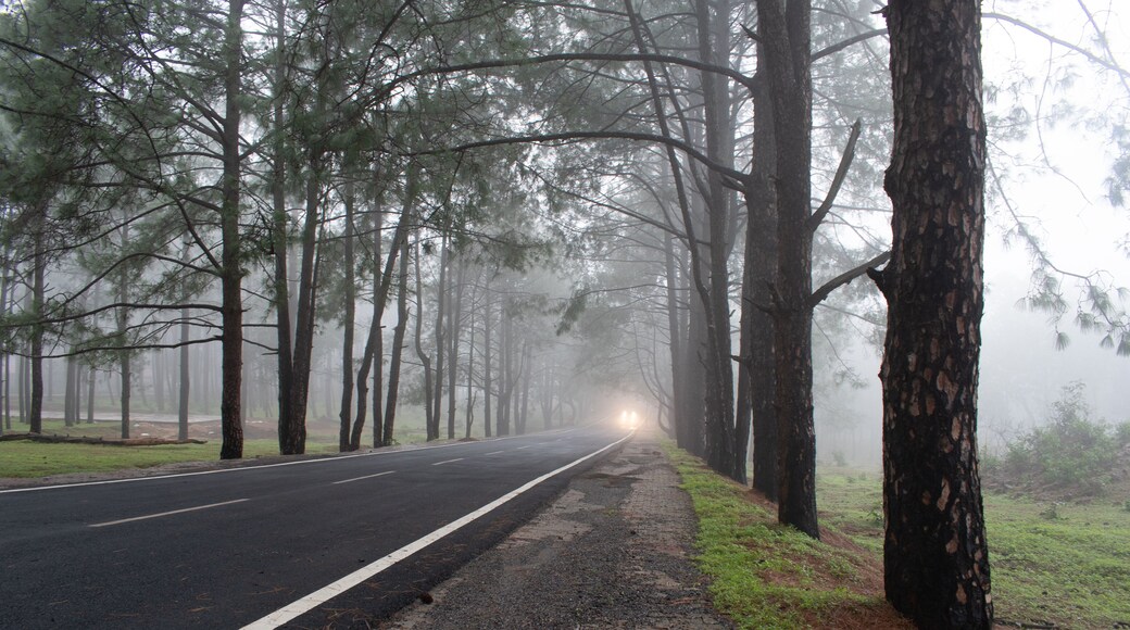 foggy evening at netarhat school road, jharkhand, india, where clouds passing through the pine forest surroundings with distant vehicle with glowing light nearing through the fog