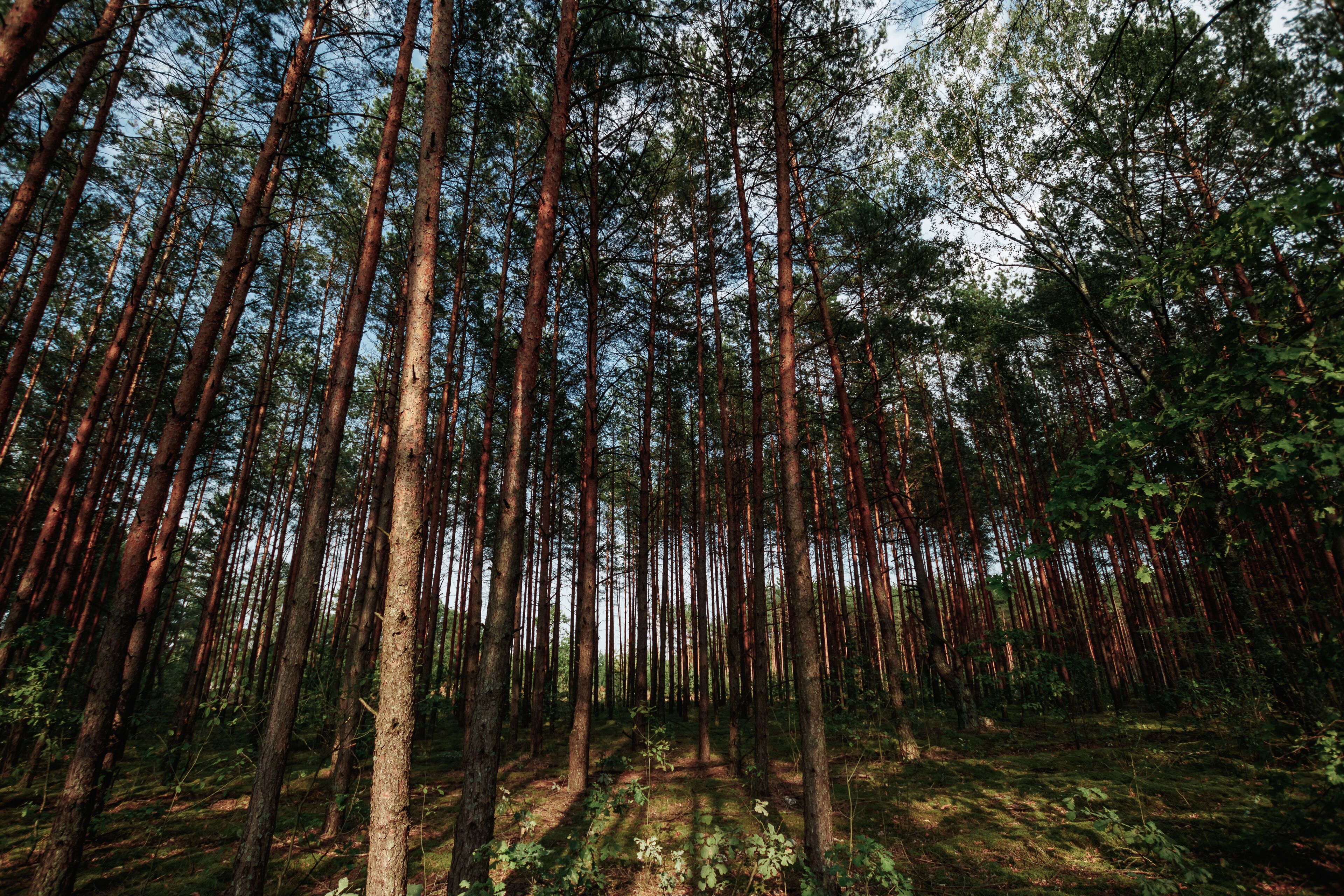 Beautiful forest of tall pine trees at Netarhat, Jharkhand, India.