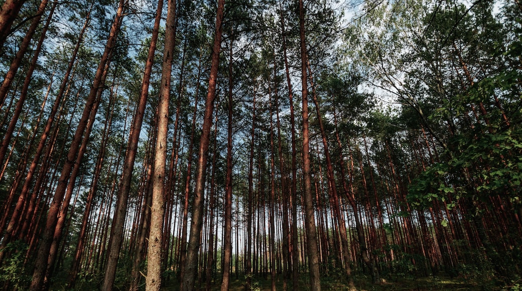 Beautiful forest of tall pine trees at Netarhat, Jharkhand, India.