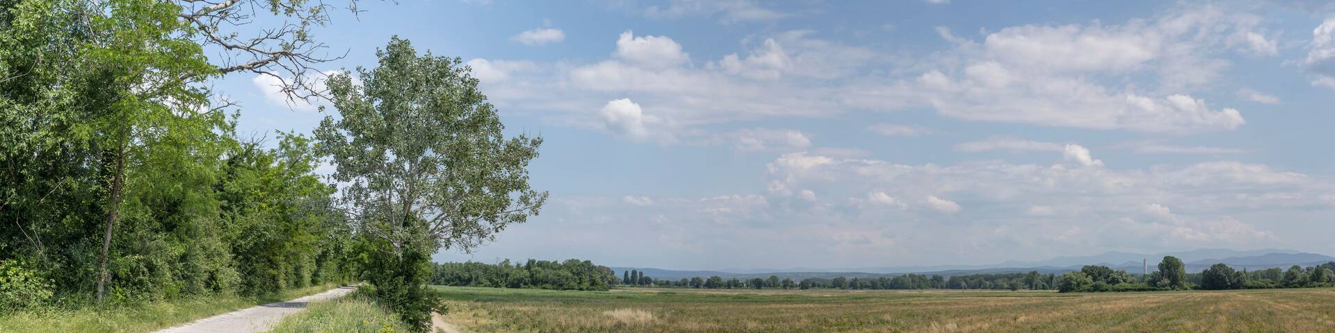 A gravel road winding through a field with trees on one side and open fields on the other.