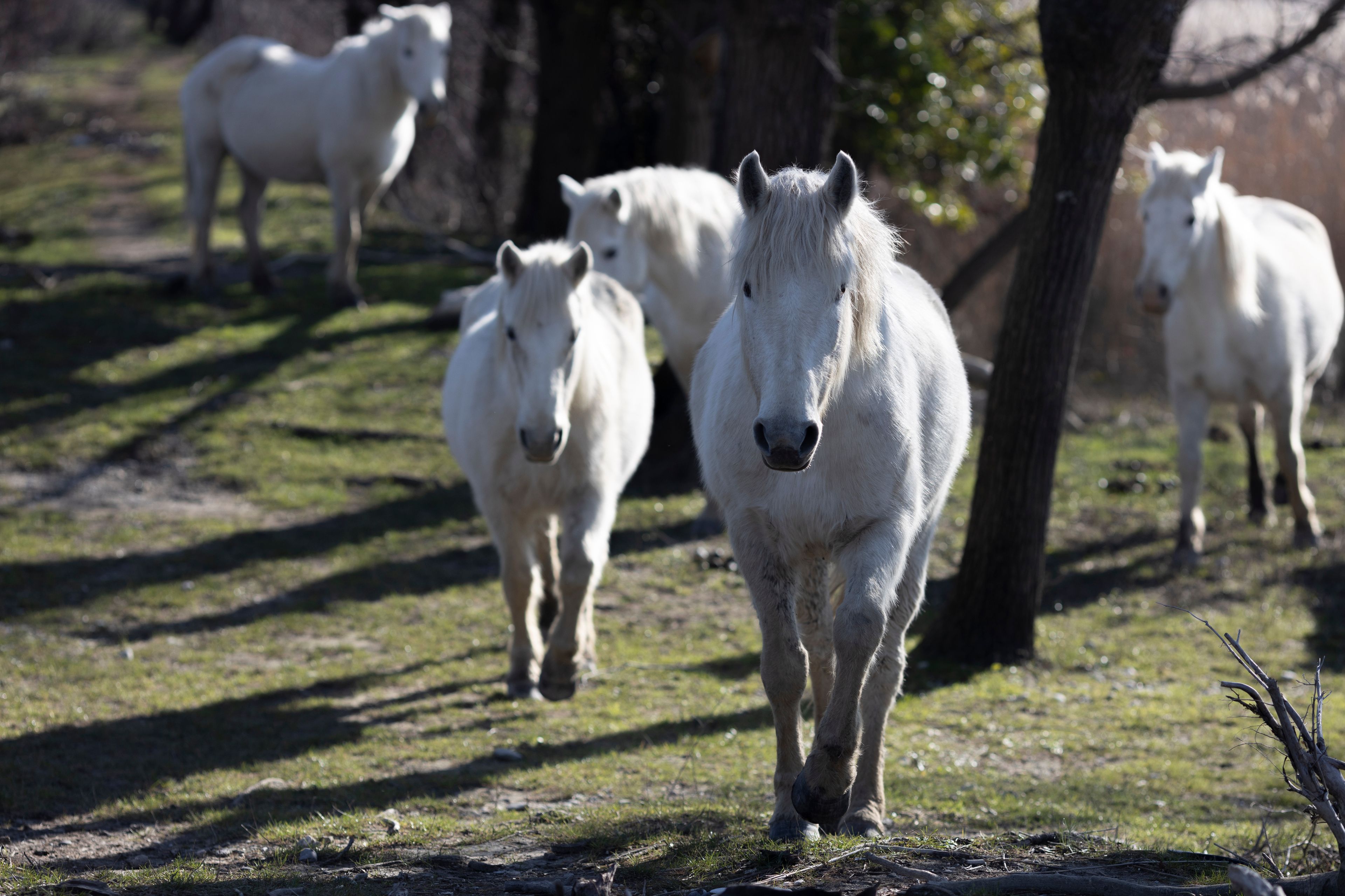 Camargue Horses in the Wilderness of Protected Natural Reserve of Isola della Cona - Staranzano Italy