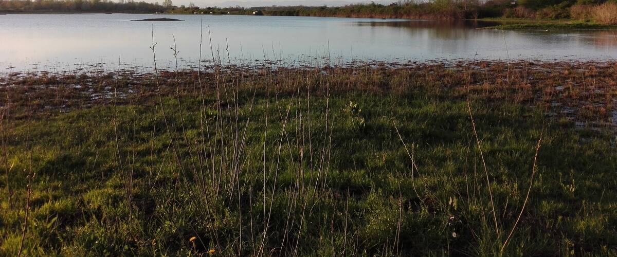 A calm lake with grassy banks and distant trees.