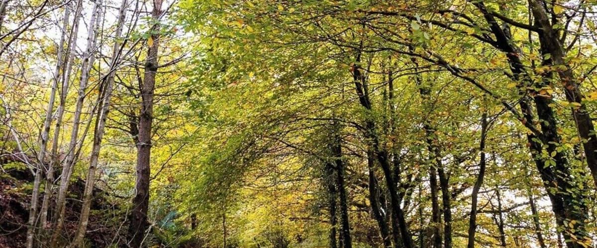 Nice walk in the fresh air. Autumn colours nearly all gone.