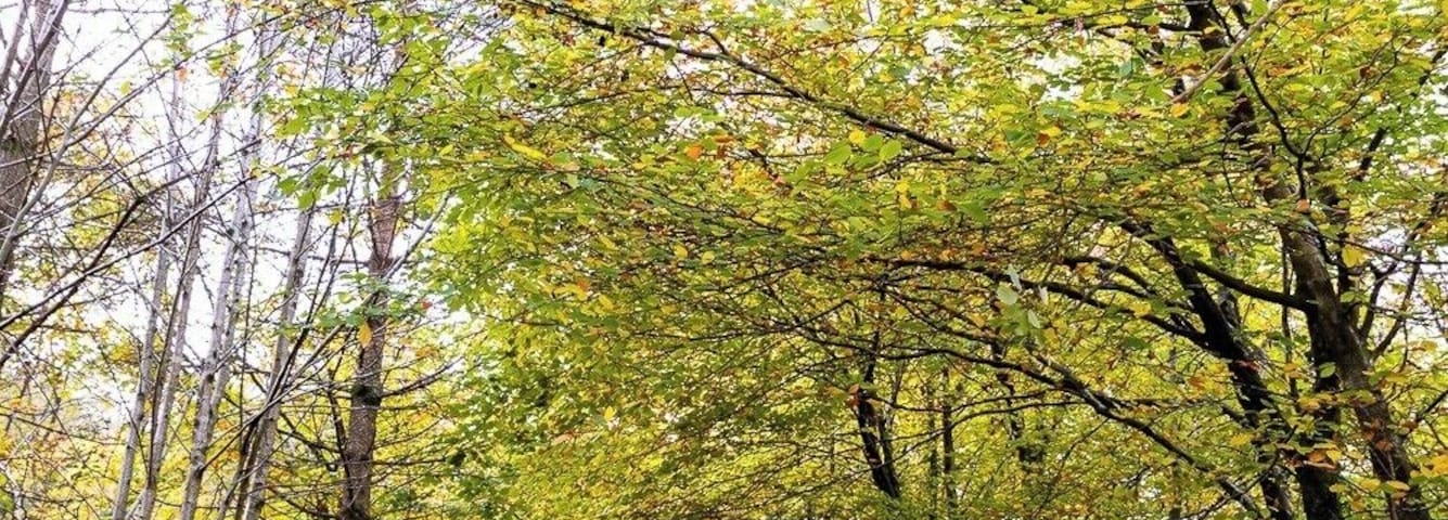 Nice walk in the fresh air. Autumn colours nearly all gone.