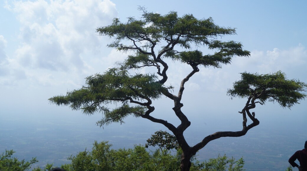 Small hill station from palakad, You can plan one day trip to nelliyampathy, if you are in coimbatore.