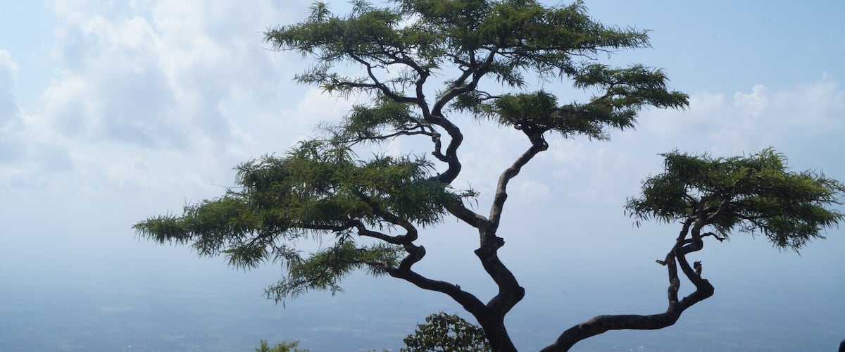 A tree with a twisted trunk and sparse foliage against a clear sky.