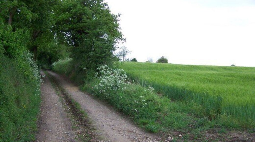 Farm track Looking due south along the beautiful tree lined farm track that eventually leads to Walnut Tree Farm, off Thorington Road.