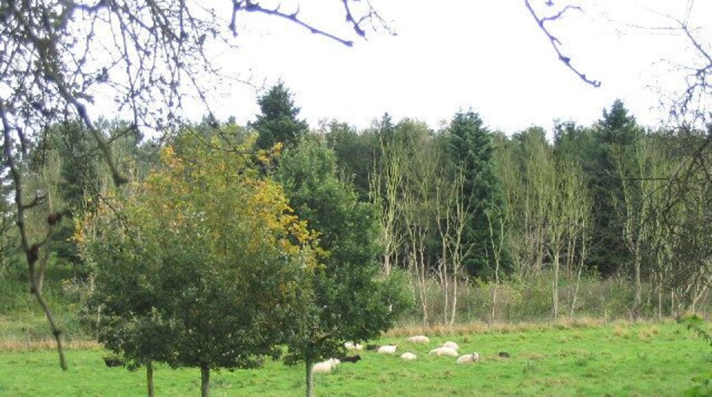 Grazing Sheep, Thorington, Suffolk. Traditional pasture on north side of Thorington Road.
