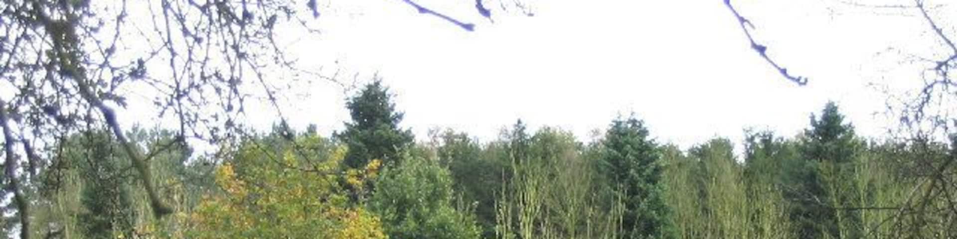 Grazing Sheep, Thorington, Suffolk. Traditional pasture on north side of Thorington Road.