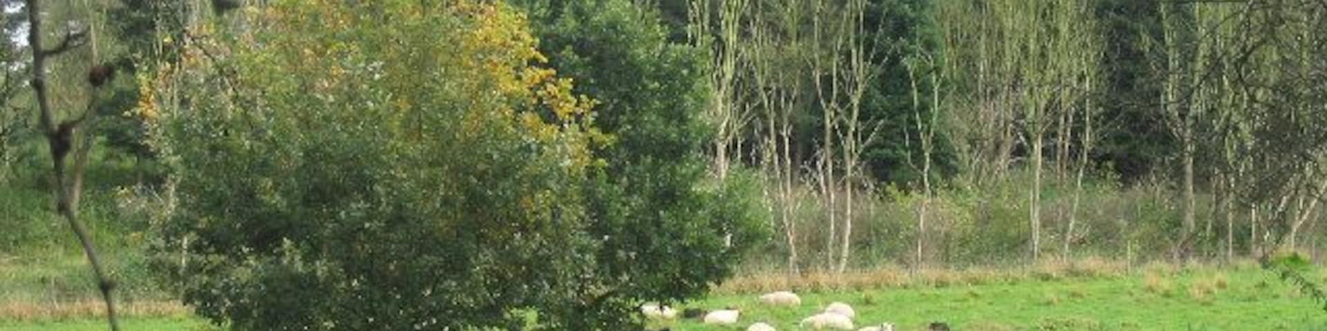 Grazing Sheep, Thorington, Suffolk. Traditional pasture on north side of Thorington Road.