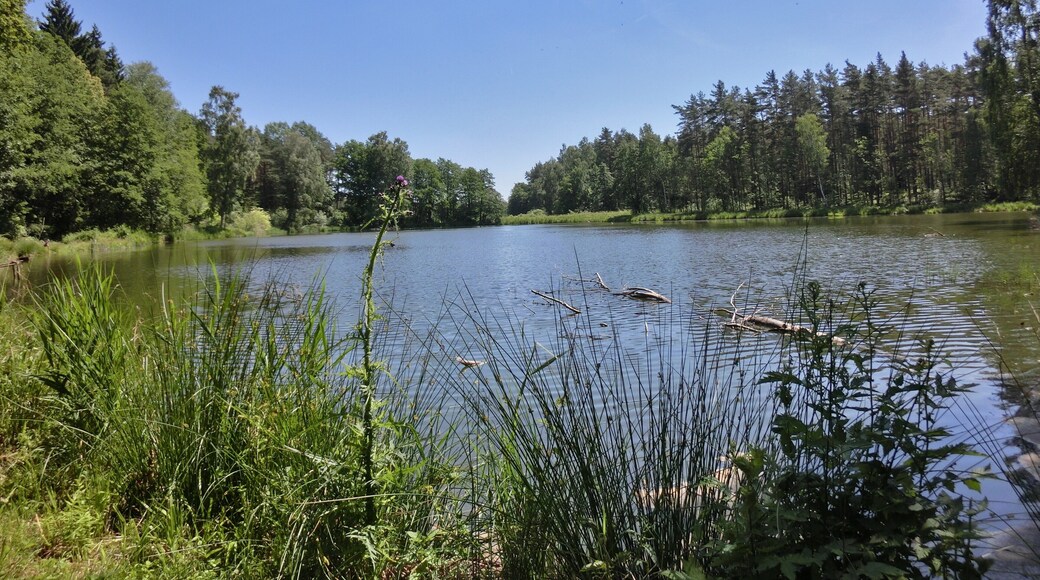 Schlammersdorfer Weiher 1