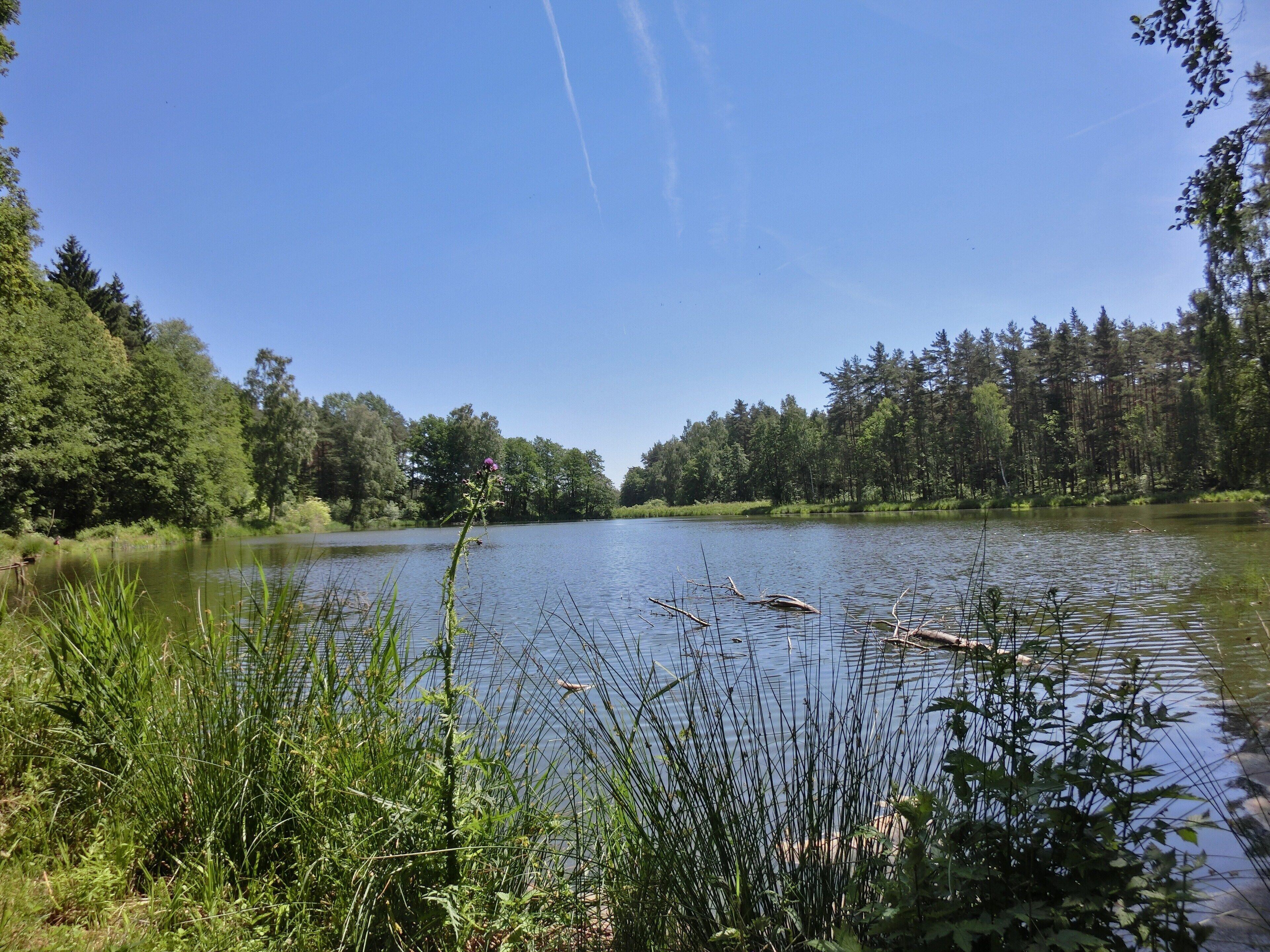A calm lake surrounded by dense forest and tall grass.