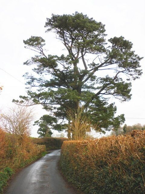 Mature conifer, on the road to Denbury