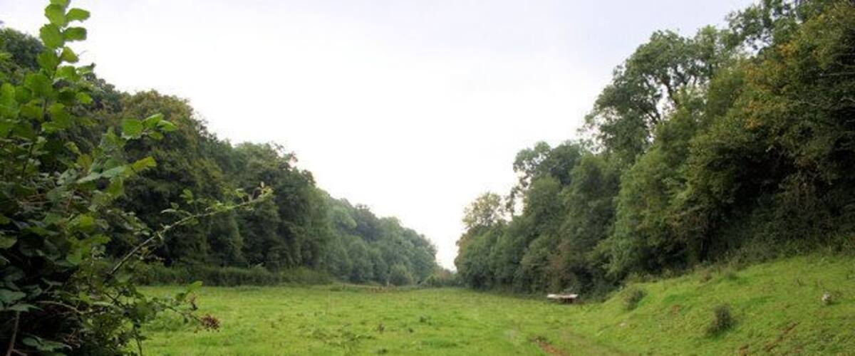 A grassy field with a dirt path leading through it, surrounded by dense trees.
