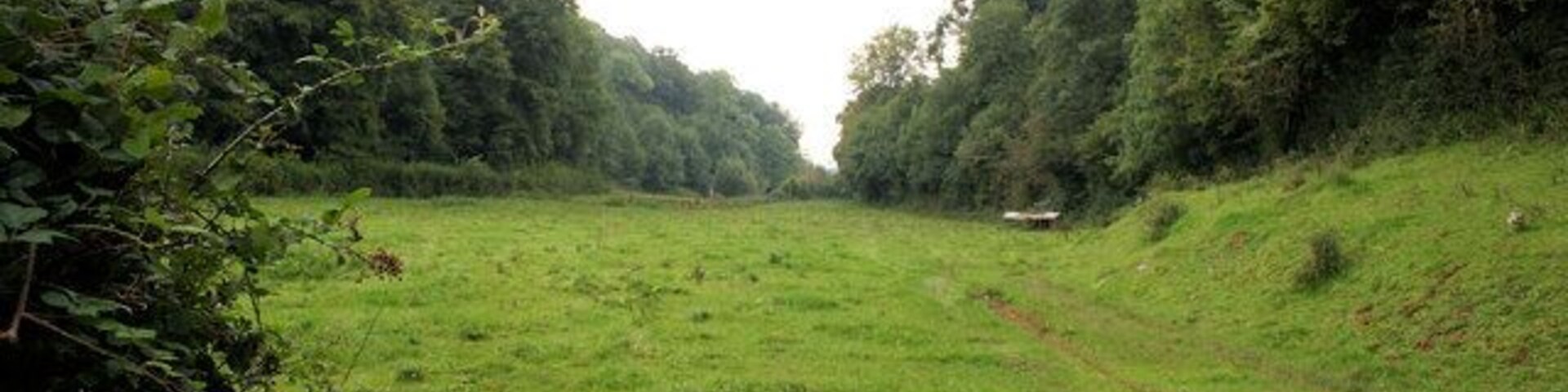 A grassy field with a dirt path leading through it, surrounded by dense trees.